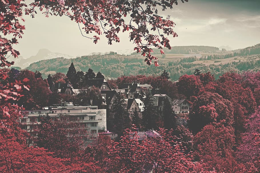 birds eye view panorama photography of village surrounded with red leafed trees HD wallpaper