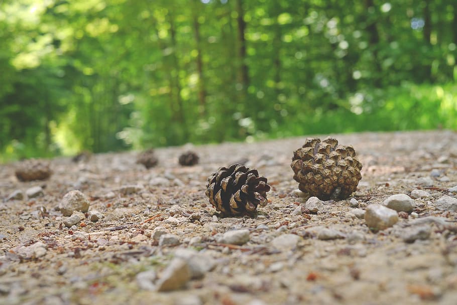 pine cones, forest path, close, tap, away, hiking, walk, recovery HD wallpaper