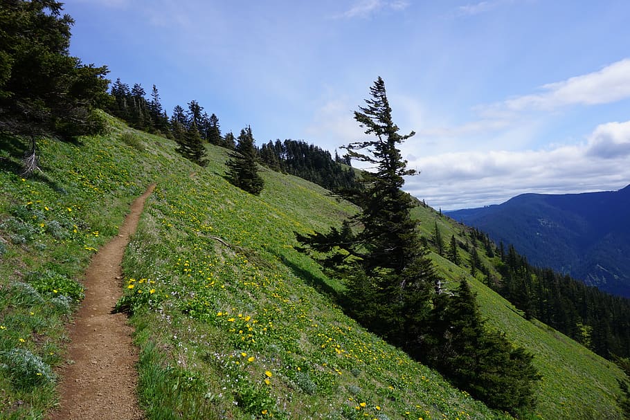 path, hiking trail, mountain side, plant, beauty in nature HD wallpaper