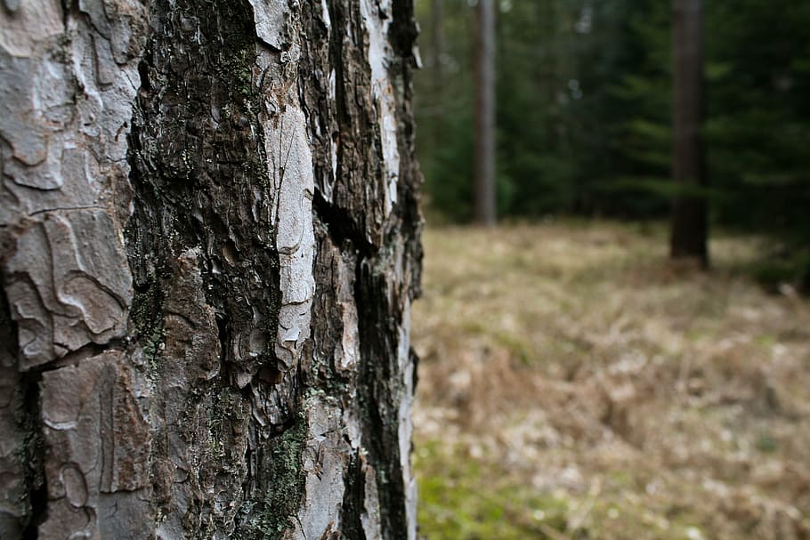 Bark, Tree, Forest, Wood, Woodland, green, tree trunk, day HD wallpaper