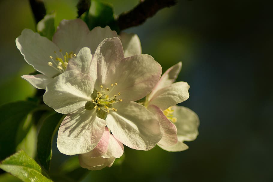 apple, blossom, bloom, spring, sunny, petals, garden, close HD wallpaper