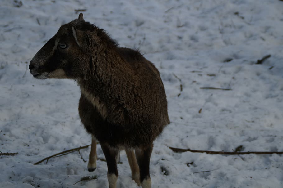 sheep, mouflon, winter, snow, winter fur, wintry, cold, white HD wallpaper