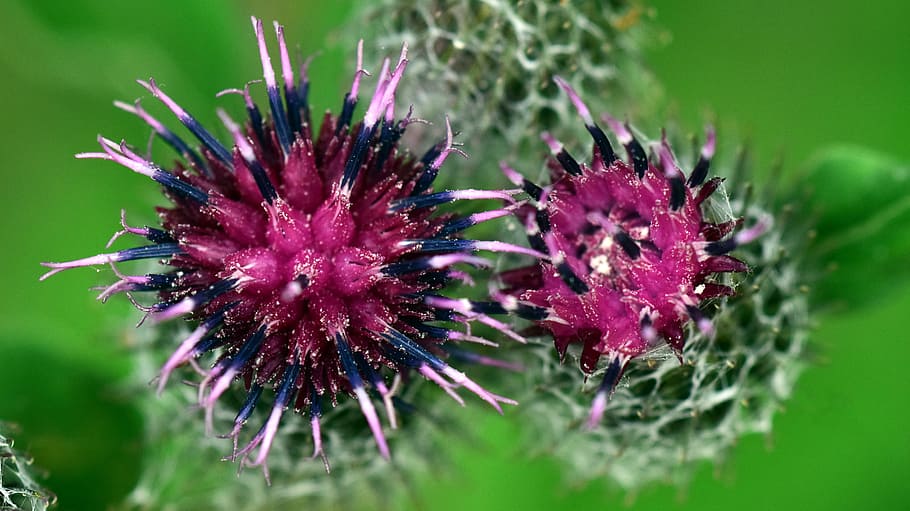 Thistle, Blossom, Bloom, Violet, Flower, purple, plant, nature HD wallpaper