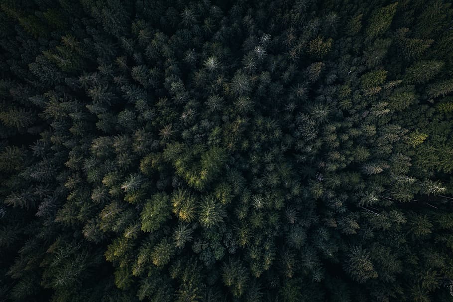 green, leaf, trees, plants, nature, outdoor, aerial, view, full frame HD wallpaper