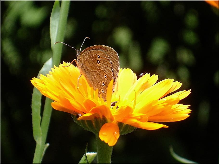 brown butterfly on yellow flower, marigold, summer, close, flowering plant HD wallpaper