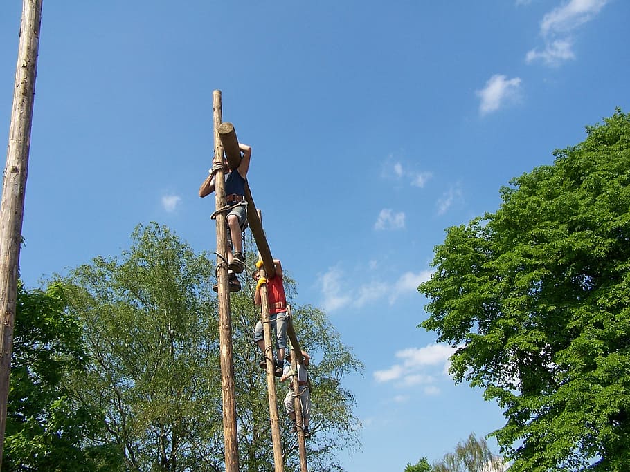men, climbing trees, work, exhausting, wood, plant, sky, low angle view HD wallpaper