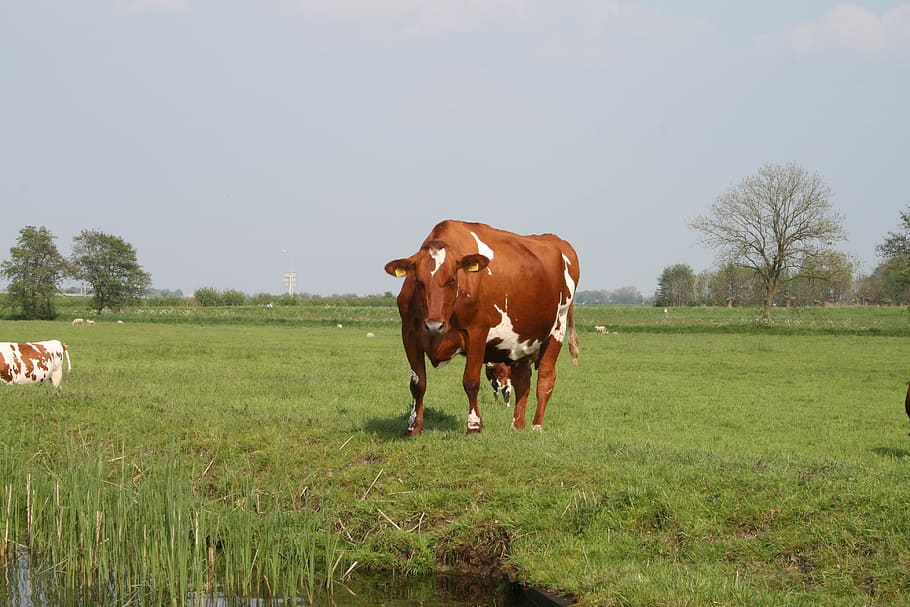 nature, cows, landscape, livestock, domestic animals, mammal HD wallpaper