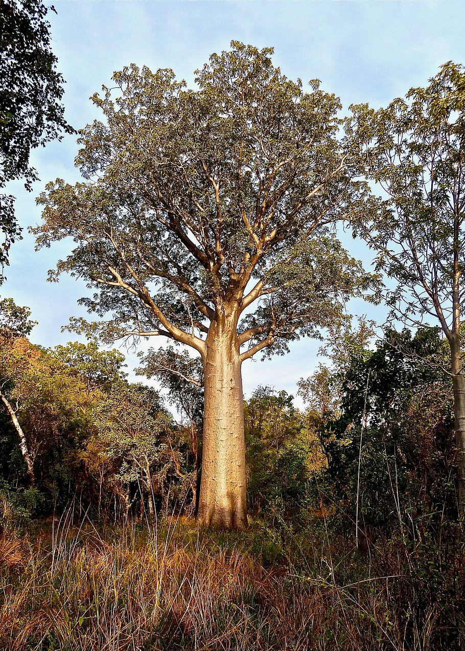 bottle tree, australia, botany, native, nature, plant, tranquility HD wallpaper