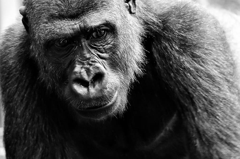 grayscale photography of gorilla, view, dangerous, zoo, hellabrunn HD wallpaper