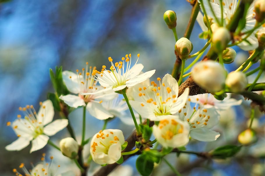 photo of white petaled flower, sour cherry, tree, nature, summer HD wallpaper