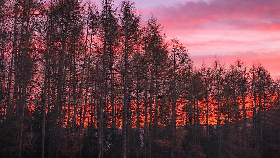 row of trees, pine, photo, sunset, time, clouds, sky, nature HD wallpaper