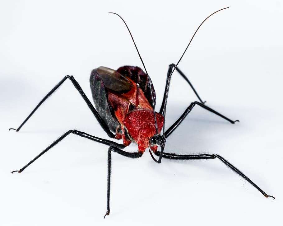 Beetle, Insect, Arachnid, Exotic, Close, black, red head, animal wildlife HD wallpaper