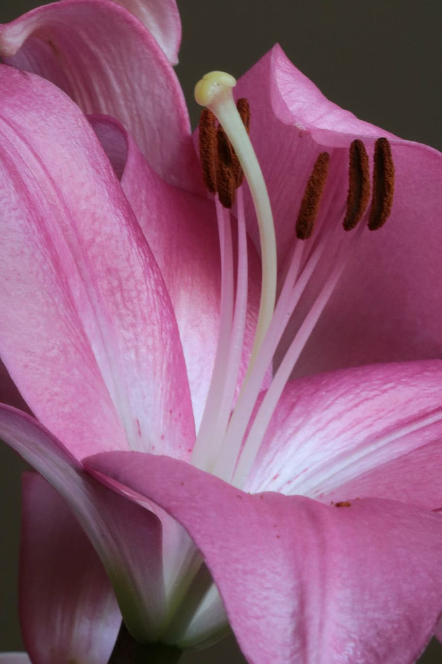 HD wallpaper: lily, pink, pistil, flower, stamens, flowering plant, vulnera...