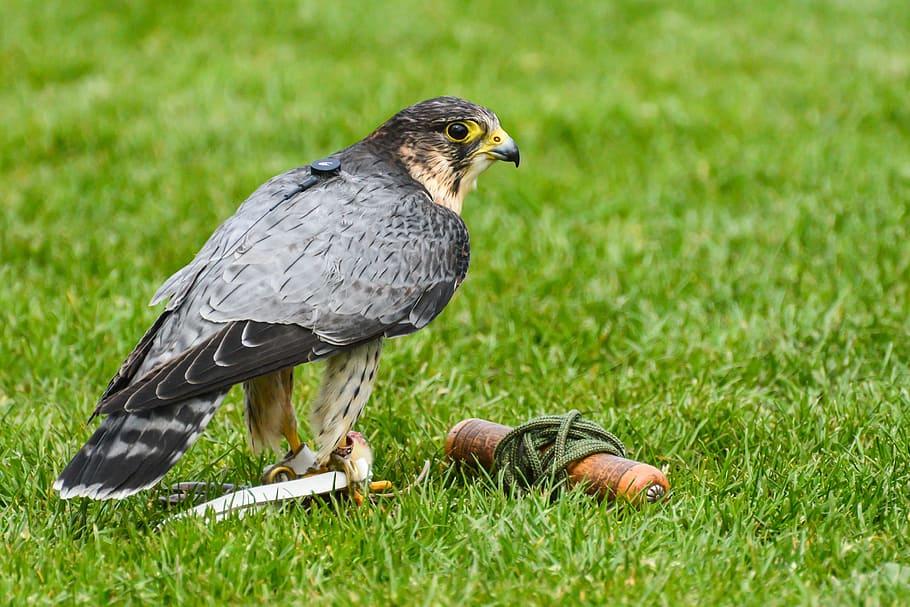 bird of prey, falcon, peregrine, predator, nature, wildlife