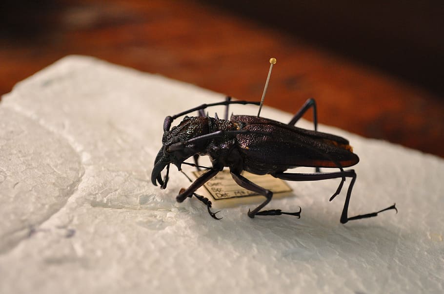 Beetle, Insect, Tropical, Nature, exoskeleton, bug, micro-nature HD wallpaper
