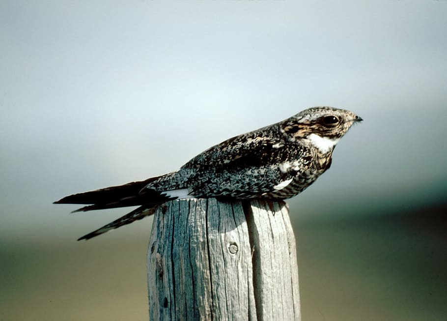 closeup photo of black and beige bird, common nighthawk, perched