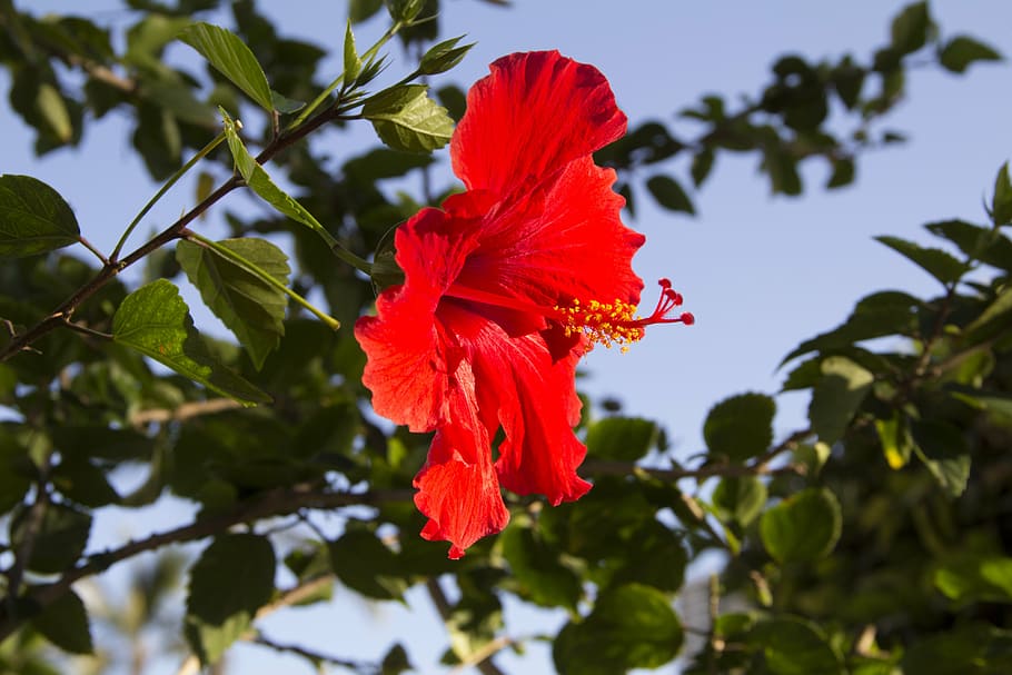 flower, red, hibiscus, plant, flowering plant, beauty in nature HD wallpaper