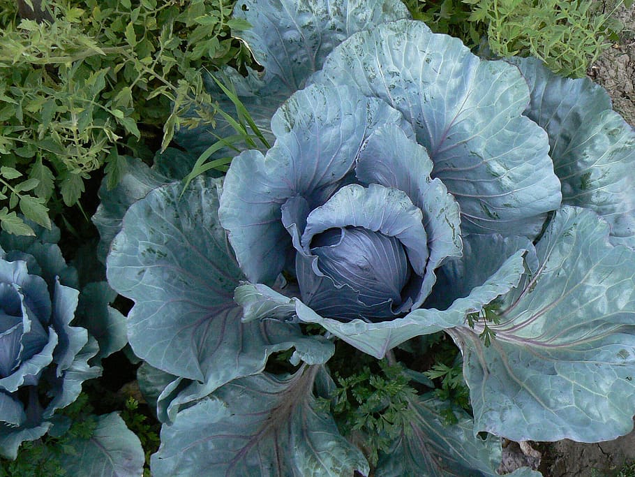 cabbage, col, herbaceous, vegetable, food, plant, growth, plant part HD wallpaper