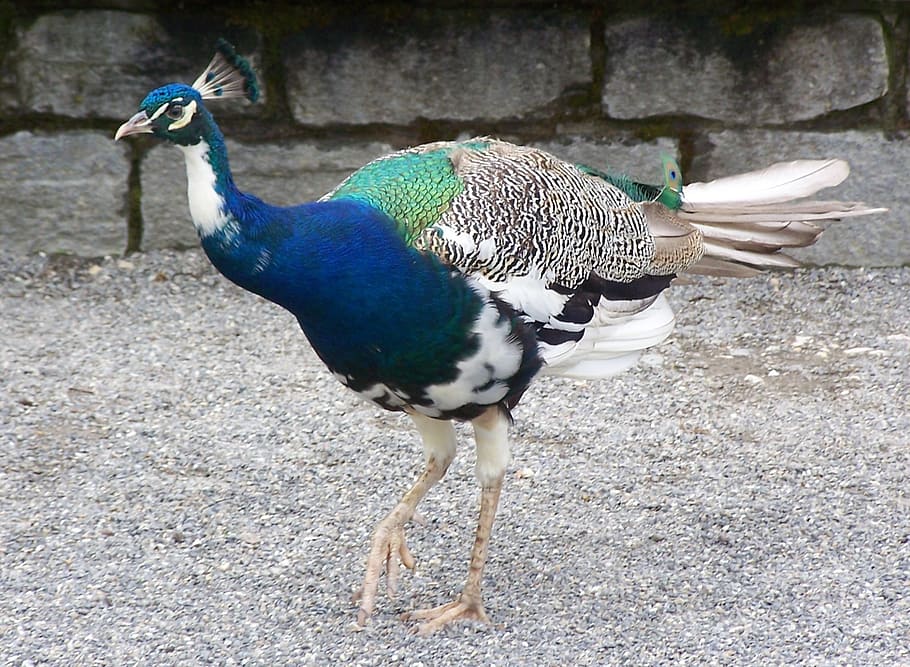 peacock, bird, feather, iridescent, animal themes, vertebrate HD wallpaper