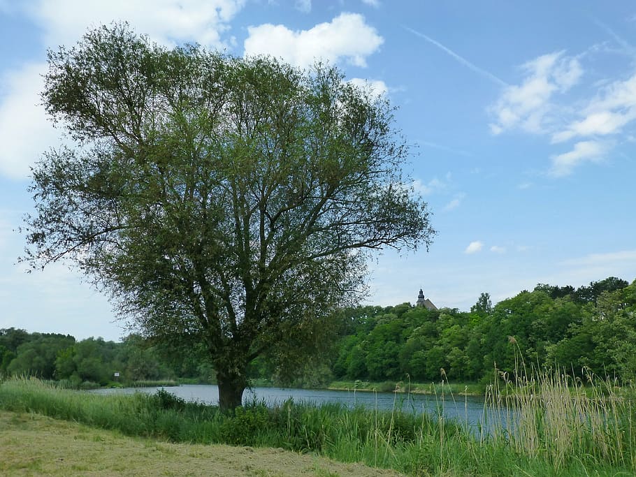 edge, river, moselle, nature, tree, summer, outdoors, plant HD wallpaper