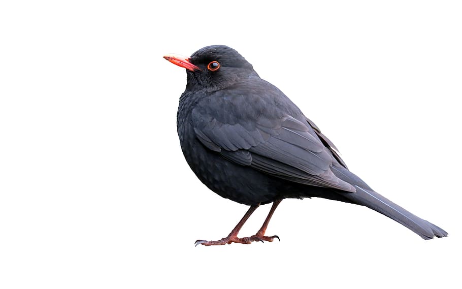 black bird with white background, blackbird, isolated, animal HD wallpaper