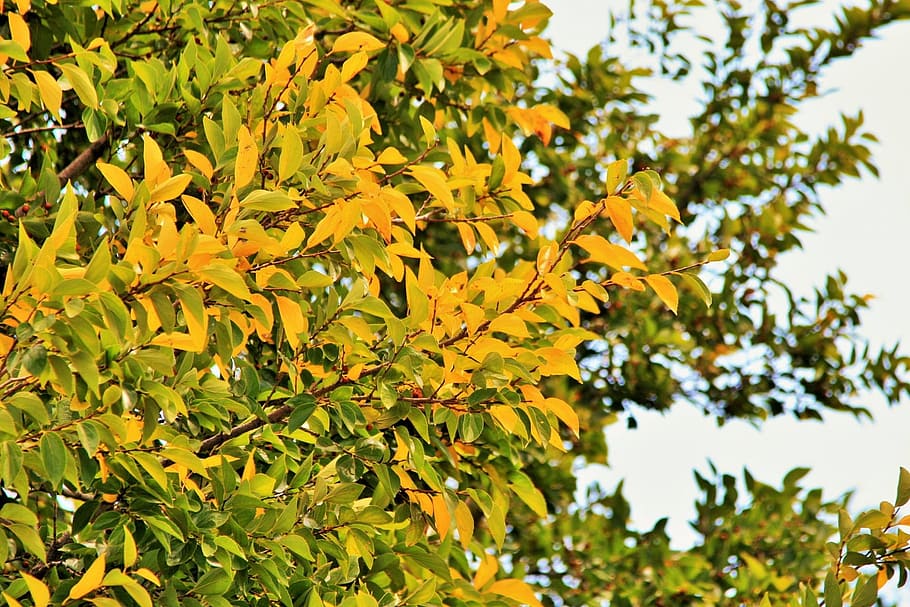 Leaves, Autumn, Leaf, Tree, Shrub, trees, shrubbery, foliage HD wallpaper