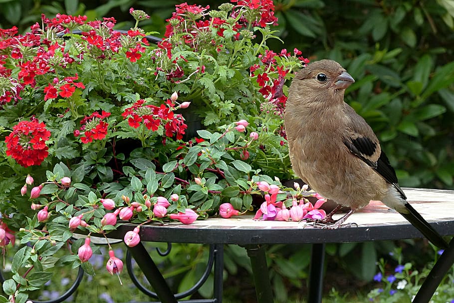 brown bird on the table near red flowers, animal, bullfinch, pyrrhula