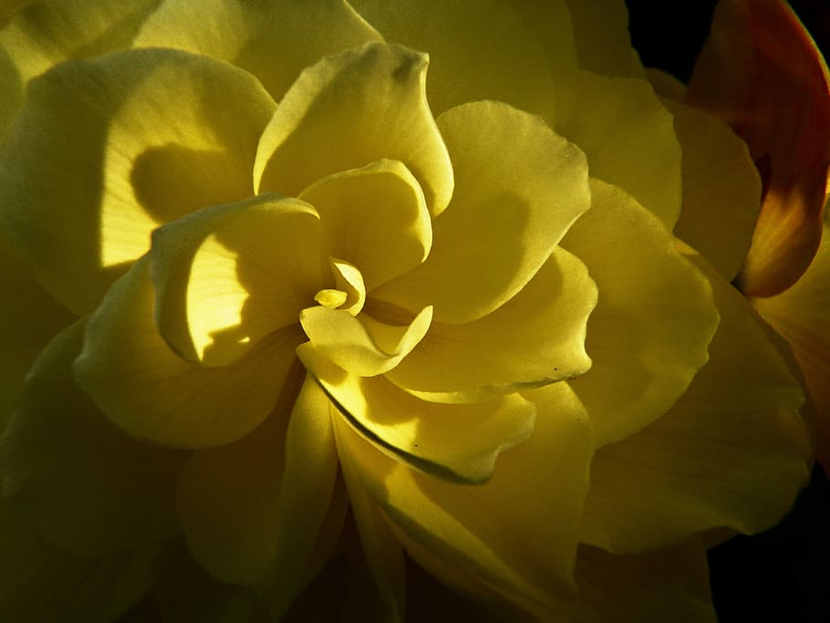 Yellow, Flower, Garden, Soft Light, close-up, plant, nature HD wallpaper
