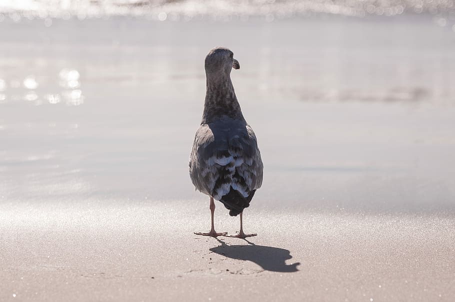 grey and white bird standing in front of grey calm body of water during daytime, gray and white bird near body of water HD wallpaper