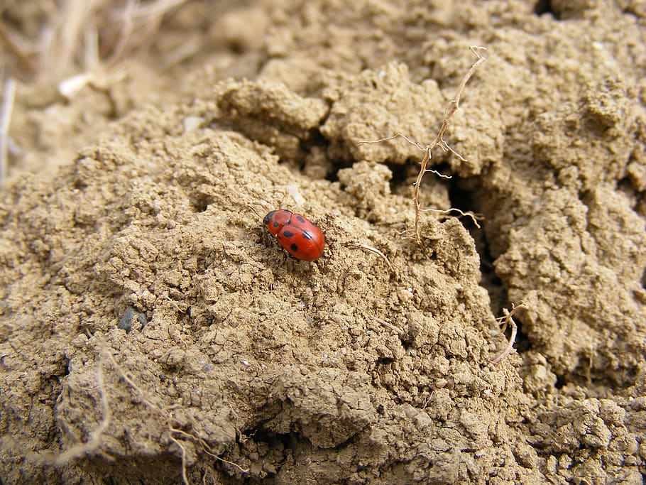 ladybug, insects, beetle, animal, fly, cute, natural, small HD wallpaper