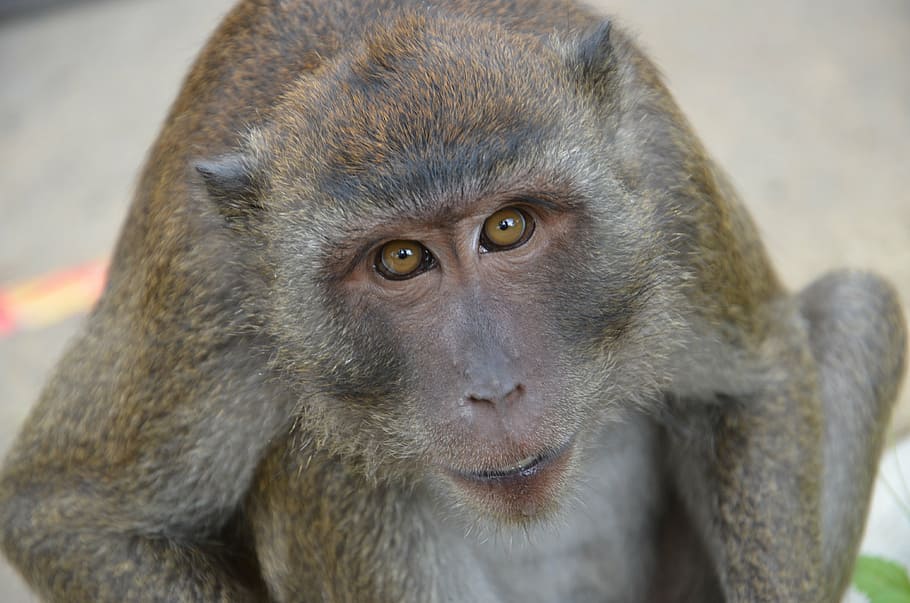 monkey, wild, animals, wildlife, nature, thailand, primate HD wallpaper
