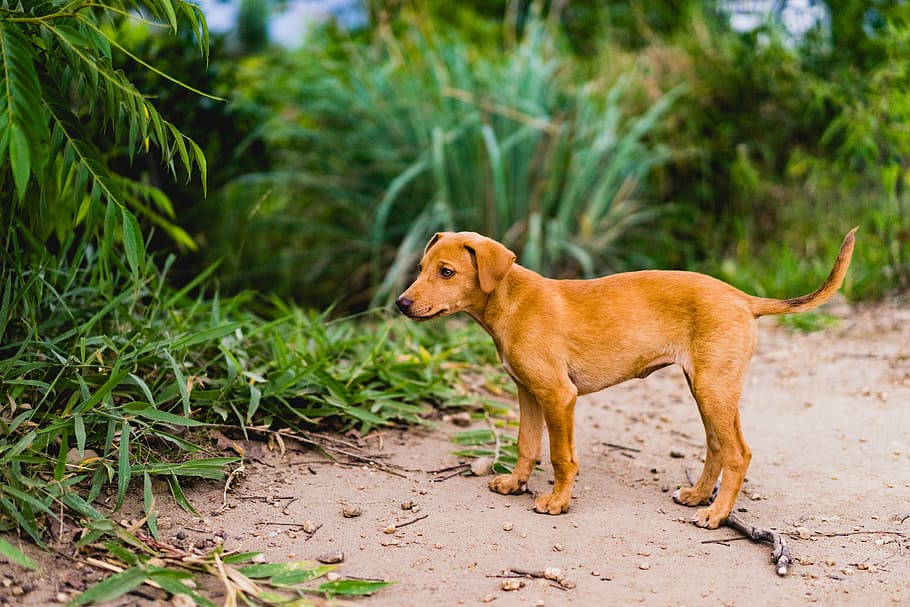 tan puppy near green grass, puppy standing on sand near forest HD wallpaper