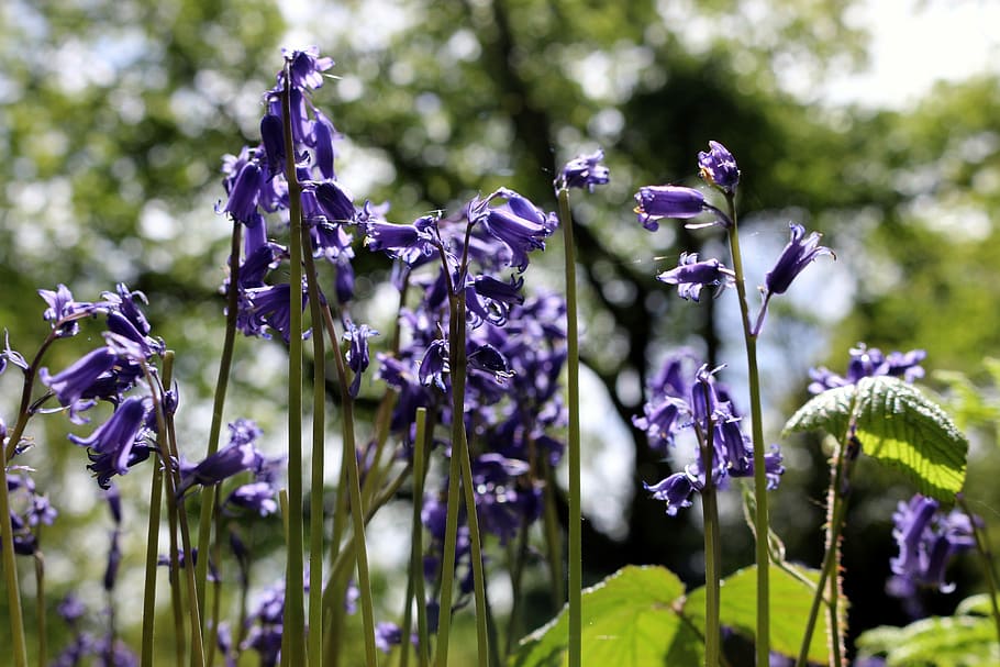 bluebell, forest, nature, spring, flowers, england, wild, english HD wallpaper