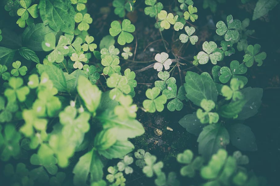Green, Grass, Grass, Green, Green Leaf, green color, nature HD wallpaper