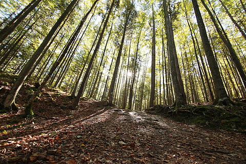 Tree, Wood, Forest, Lumber, Timber, nature, park, industry HD wallpaper
