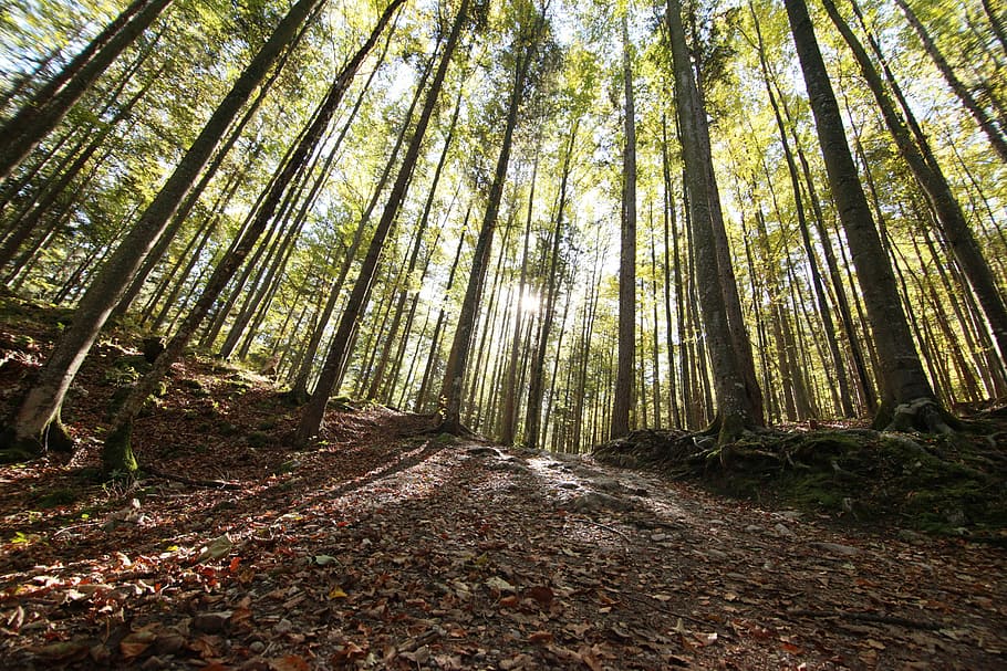 Tree, Wood, Forest, Lumber, Timber, nature, park, industry HD wallpaper