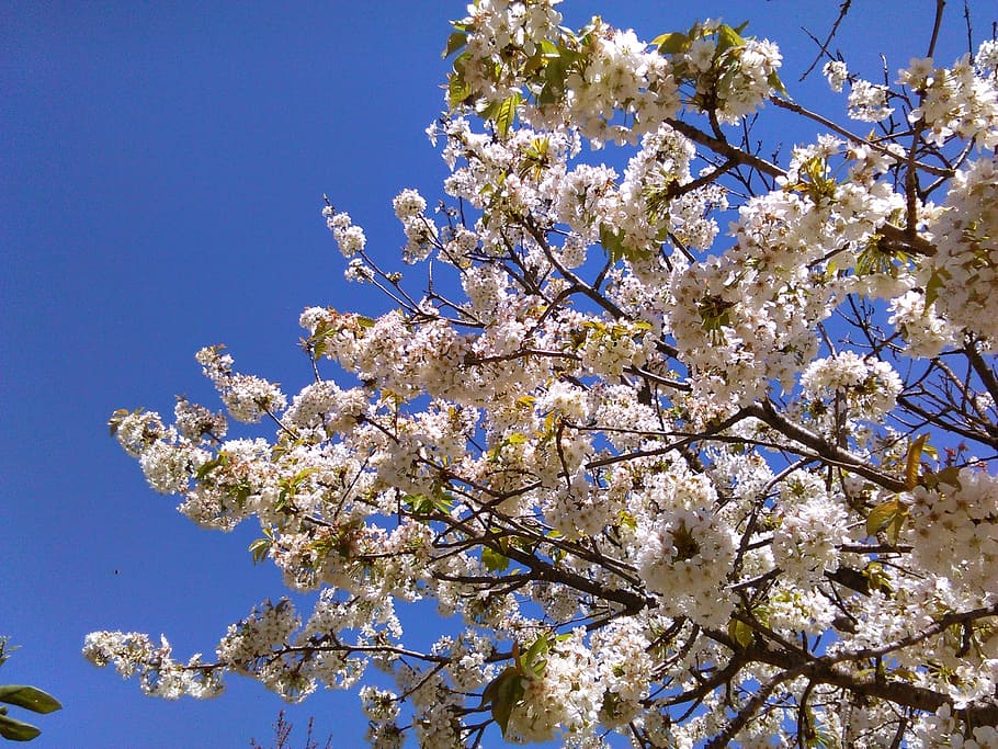 tree, flowers, spring, bloom, branches, nature, plant, flowering plant HD wallpaper