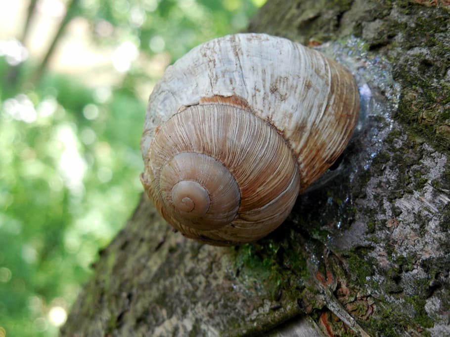 Snail, Shell, Escargots, Mollusk, slowly, helix pomatia, schnecknehaus HD wallpaper