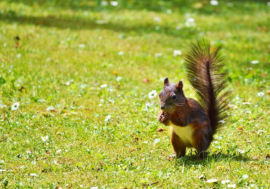 brown squirrel on grass field, nager, rodent, cute, nature HD wallpaper