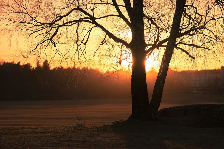 Silhouette Photo of Trees during Golden Hour, backlit, dawn, dusk HD wallpaper