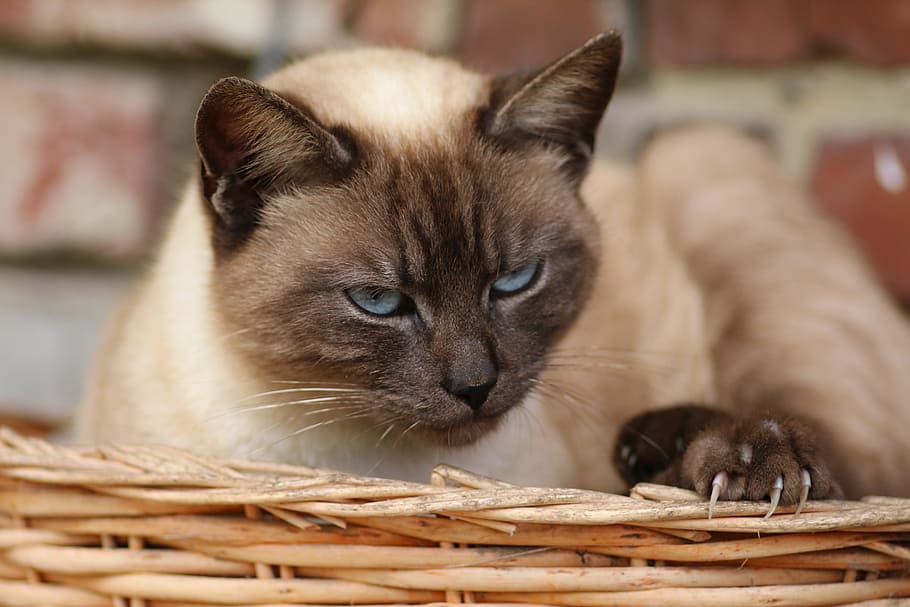 Siamese, Cat, Cat, Cat, Cat Head, Pet, Animal, domestic cat HD wallpaper