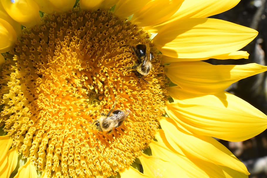 sunflower, bees, bumblebees, yellow, nature, floral, flowering plant HD wallpaper