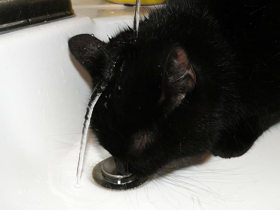 black coat on sink, cat, drinking, water, strange, odd, black cat HD wallpaper