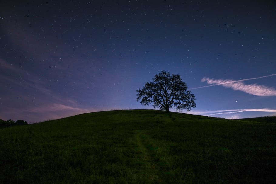 green tree surrounded by grass under blue sky, silhouette of tree on top of a hill