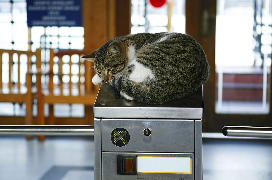 cat, subway, funny, sleepyhead, relax, animal, animal portrait HD wallpaper