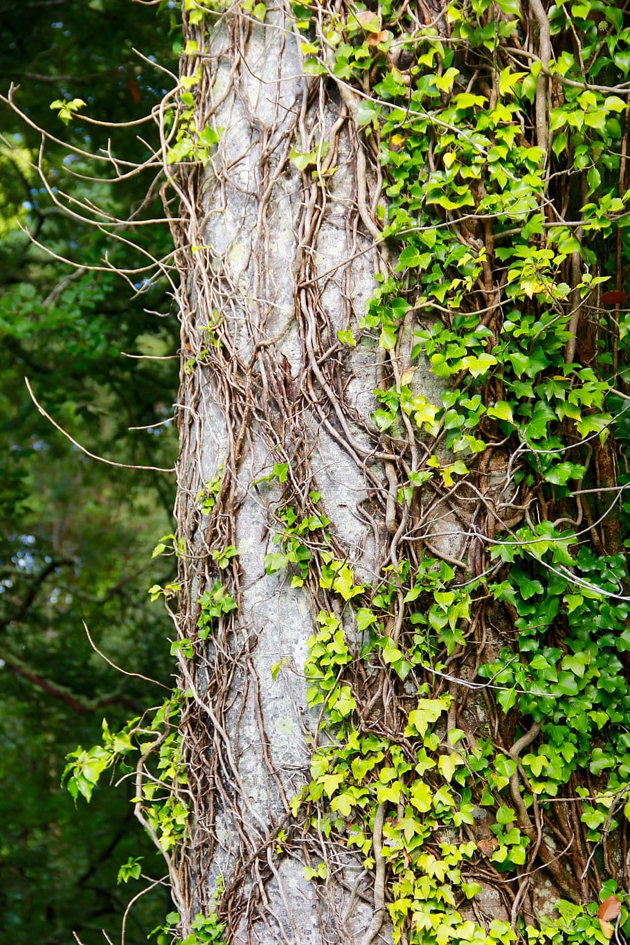 tree, bark, nature, trunk, natural, tree trunk, texture, organic HD wallpaper