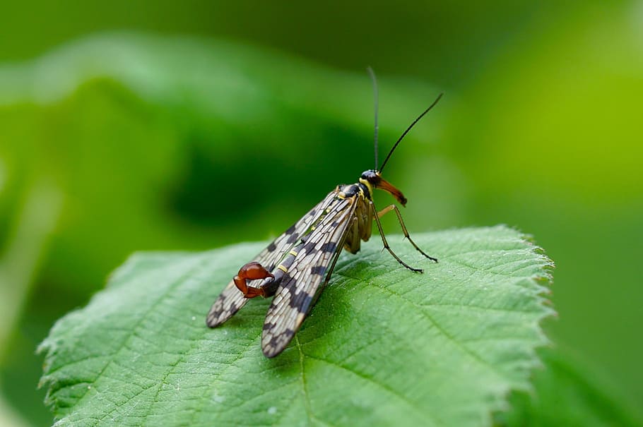 insect, nature, wing, sting, invertebrate, animal, animal themes HD wallpaper