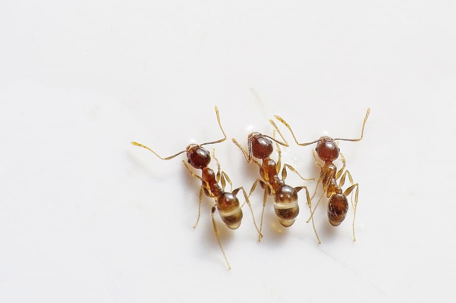 three red ants on white surface, bugs, insects, triple, brown HD wallpaper