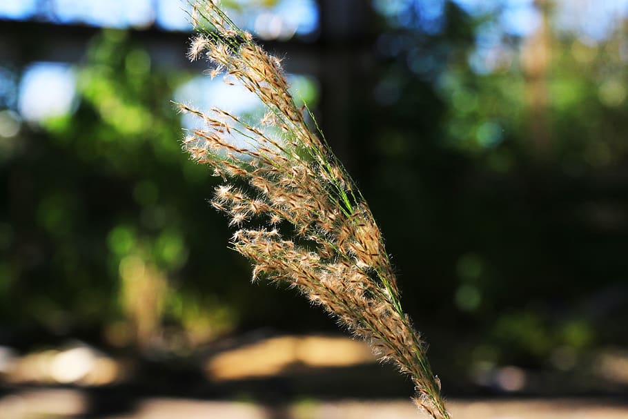 plant, green, nice, growth, focus on foreground, close-up, nature HD wallpaper