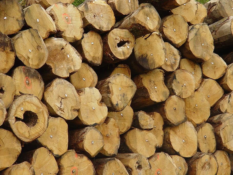 Tree, Forest, Nature, Wood, forest trees, outdoor, large group of objects HD wallpaper